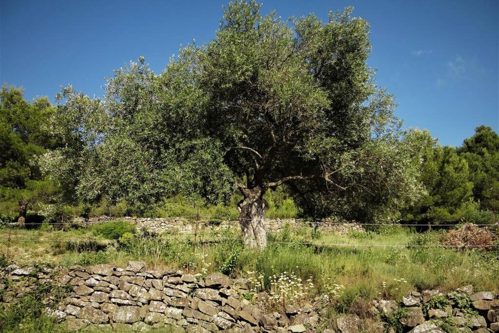エギュ・ヴィーヴ L'Arbre A Soleilヴィラ エクステリア 写真